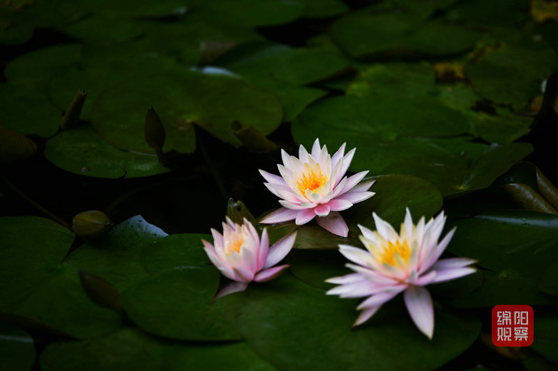 孟涛1.jpg