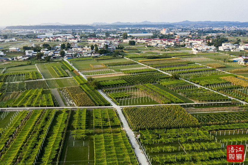 三台麦冬产业基地.jpg