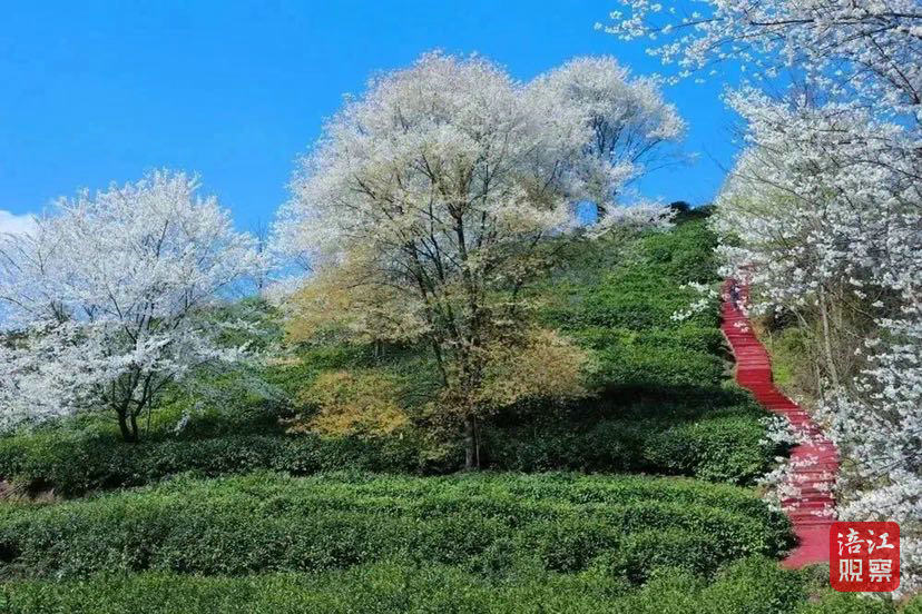 野樱花2.jpg