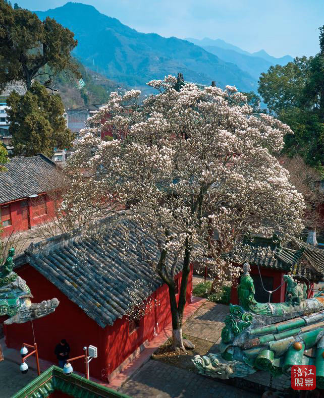 玉兰花1.jpg