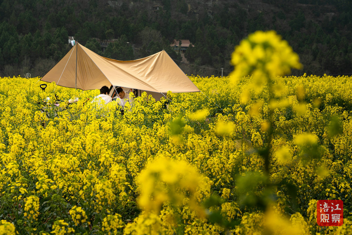 玛瑙鸭鹤岩油菜花节 3_1.jpg