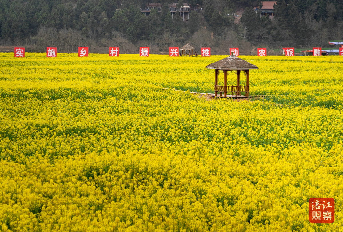 玛瑙鸭鹤岩油菜花节 2_1.jpg