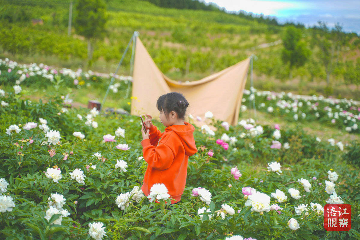 许州芍药花节5_1.jpg