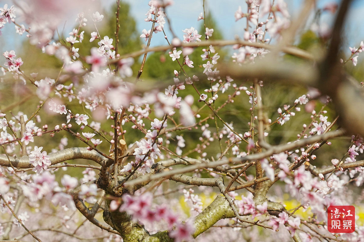 石牛桃花1_1.jpg