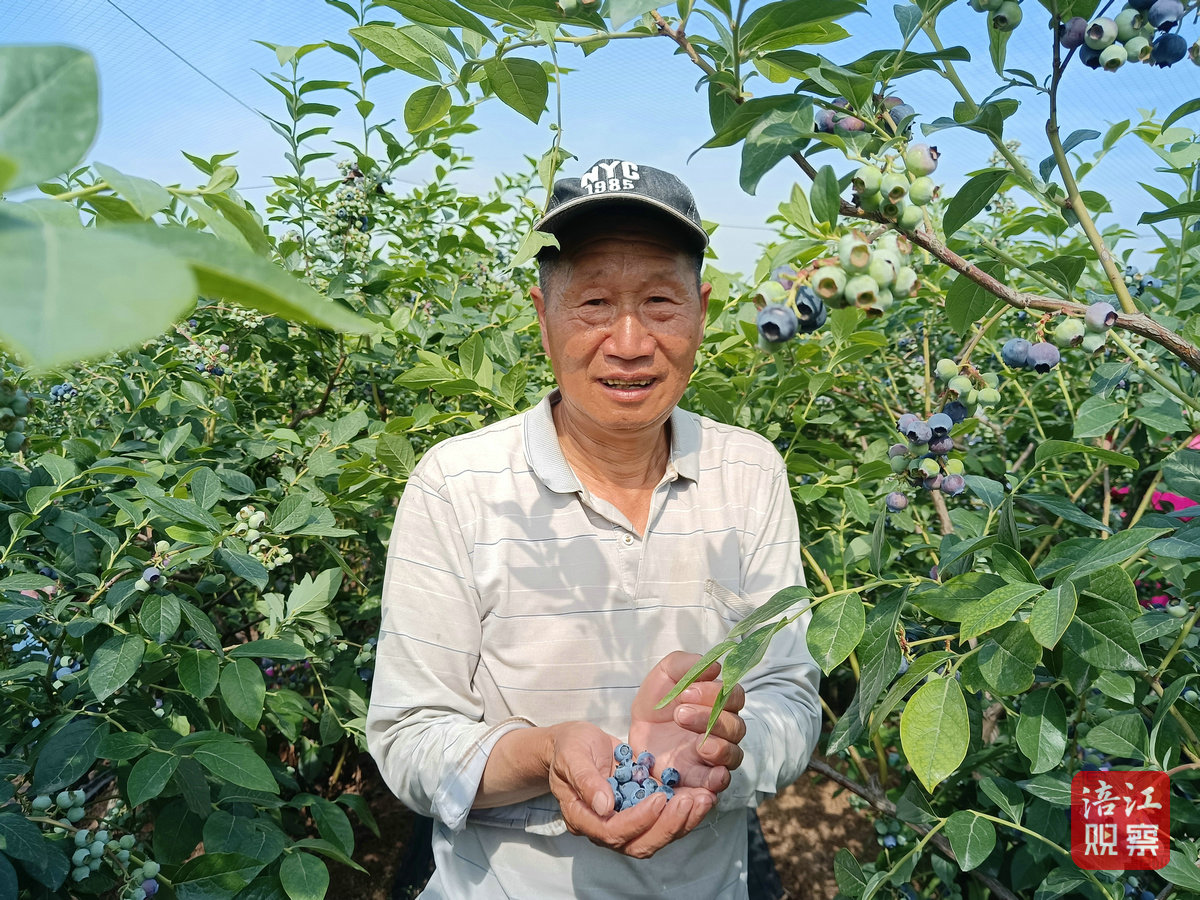 蓝莓5_1.jpg