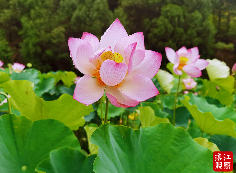 QQ截图20240612151144.png