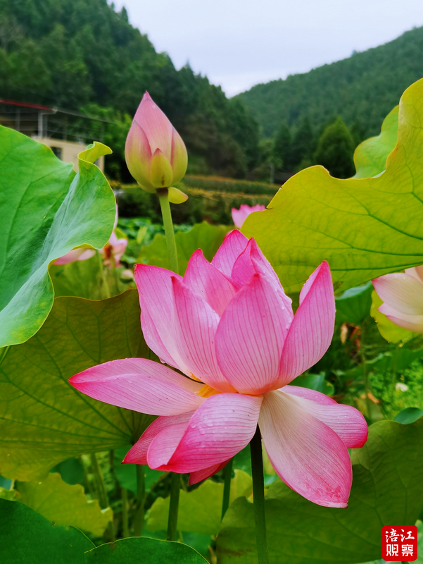 QQ截图20240612151259.png