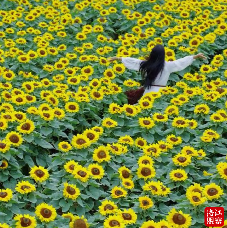 QQ截图20240612151315.png