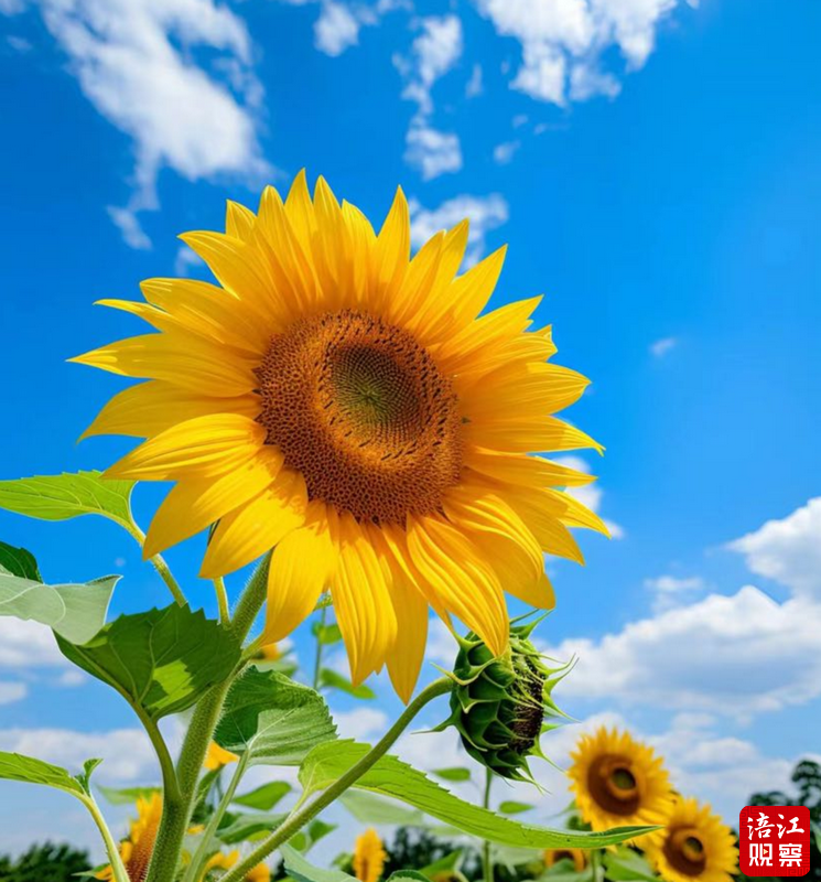 QQ截图20240612151344.png
