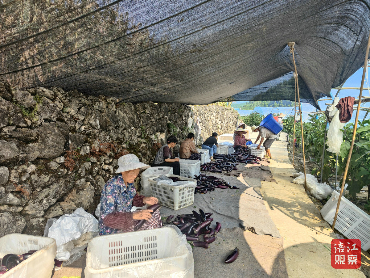 大池种植基地工人在打包茄子3_1.jpg