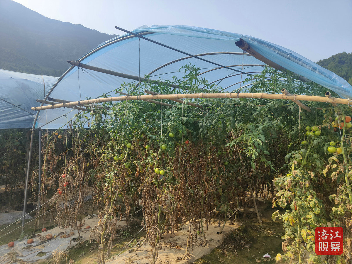 大池种植基地的番茄2_1.jpg
