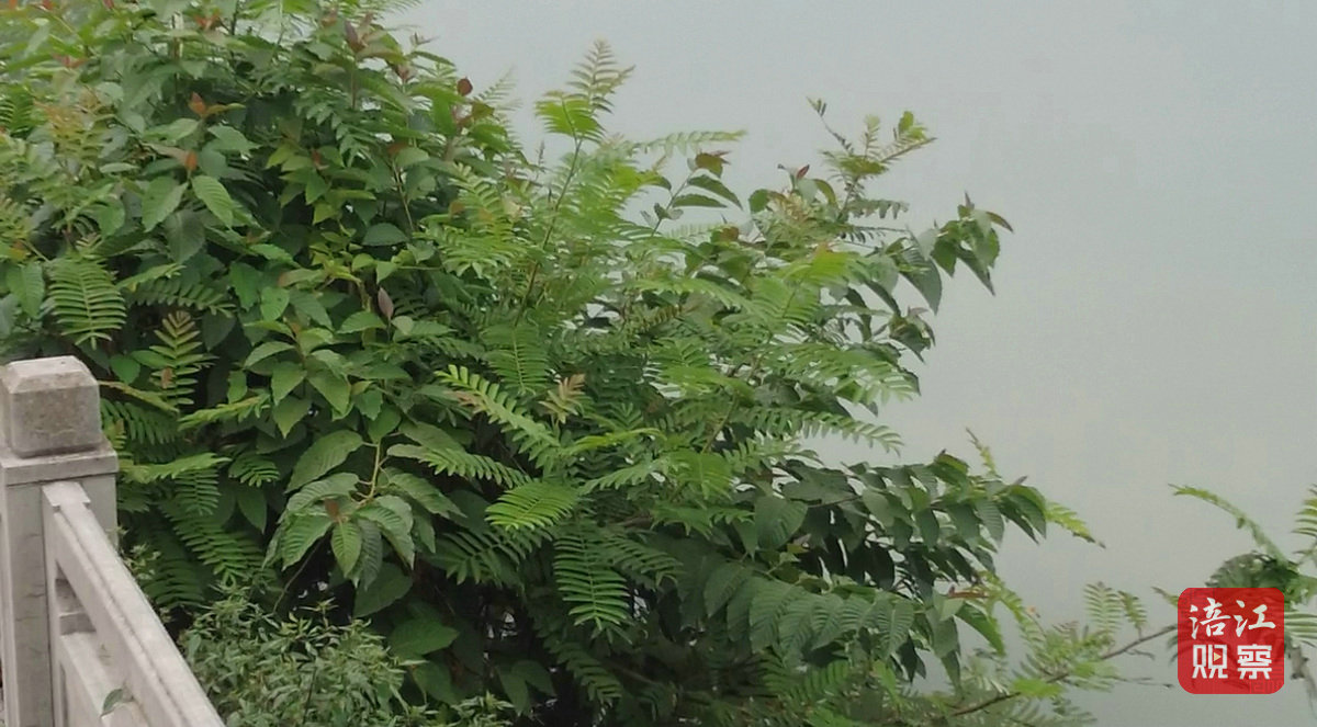 涪宝帮你忙 植物“疯长”1_1.jpg